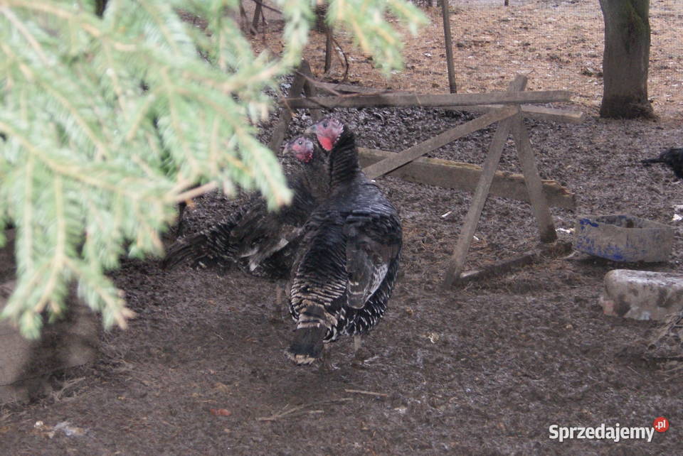 Indyki indyczki indory czarne i brązowe małopolskie