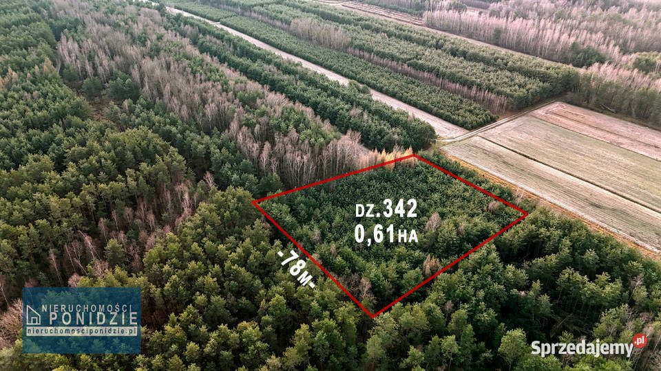 Działka leśna Szczytniki gm Stopnica świętokrzyskie