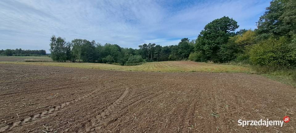 Pole orne z lasem Sprzedaż lubelskie sprzedam