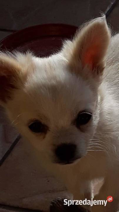 piesek rasy chihuahua Kolbuszowa