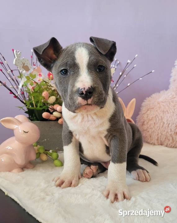 Śliczne szczeniaki amstaff Kraków