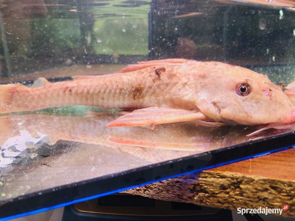 Glonojad Zbrojnik Albinos 30 łódzkie sprzedam