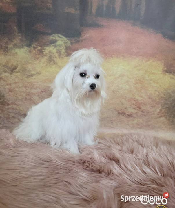 Suczka Maltańczyk z rodowodem FCI Chełm