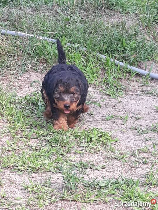 Szczeniaki Terier Walijski Pozostałe Biadoliny Szlacheckie