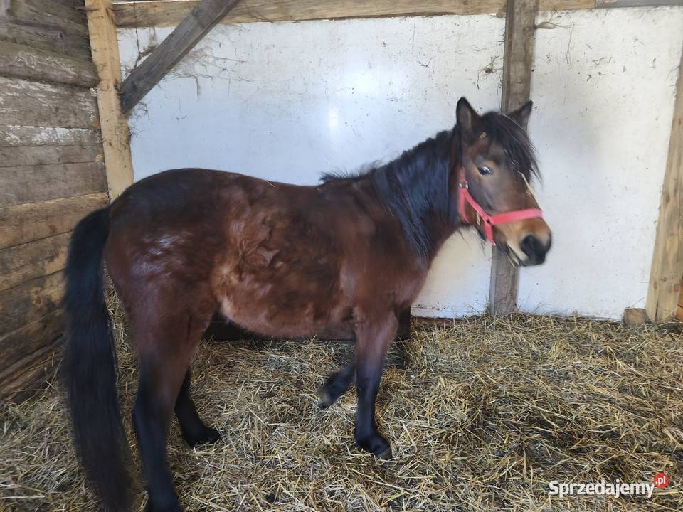 Źróbka huculska Konie Bokinka Pańska