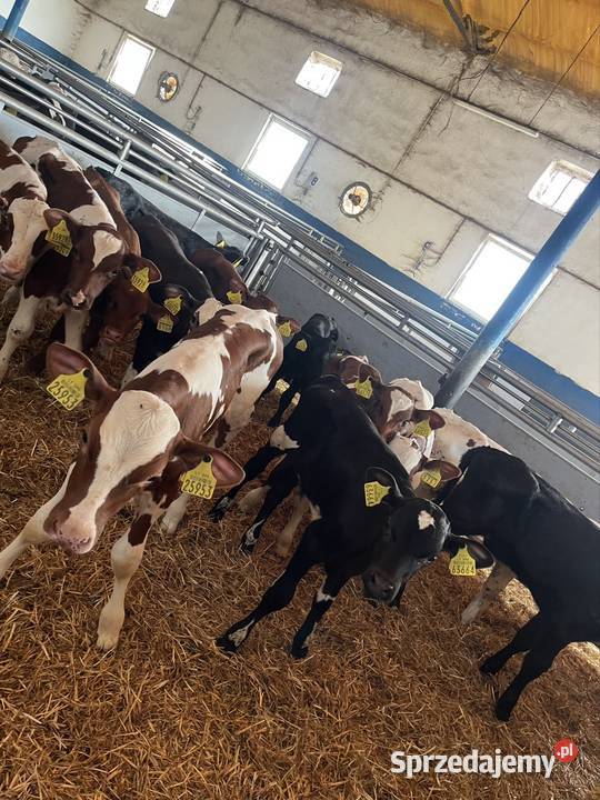 Sprzedam 19 byków Litwa numer do szefa 783073750 Kolno