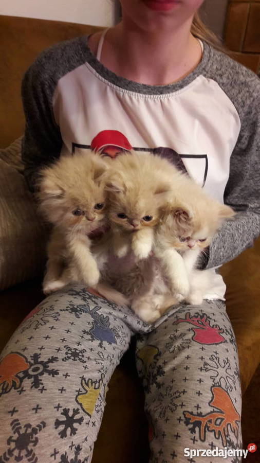 kotykotkikocięta perskie Bydgoszcz