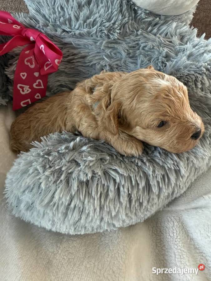 BichpooPoochon Maltipoo pomorskie Czarnówko