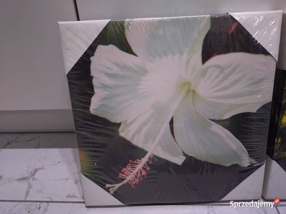 Obrazki na ścianę wielkopolskie Poznań