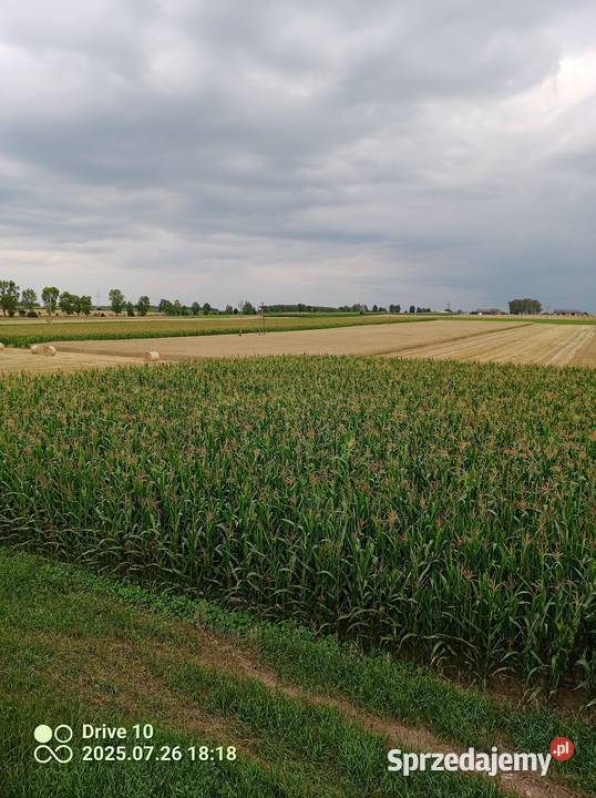 Kukurydza z pola Rośliny pastewne sprzedam