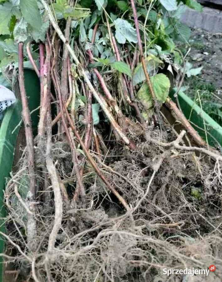 Sadzonki malin polka polana glen jesienne i Nowy Wiśnicz