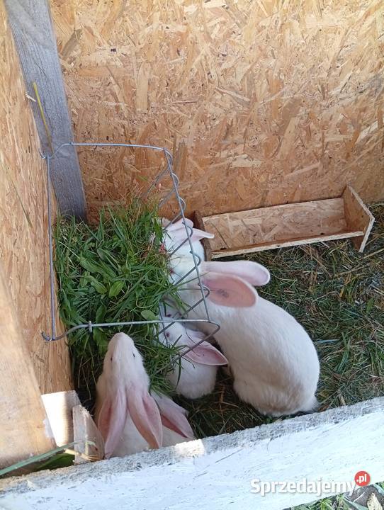 Króliki belgijski biały olbrzym Kolonia Grabostów