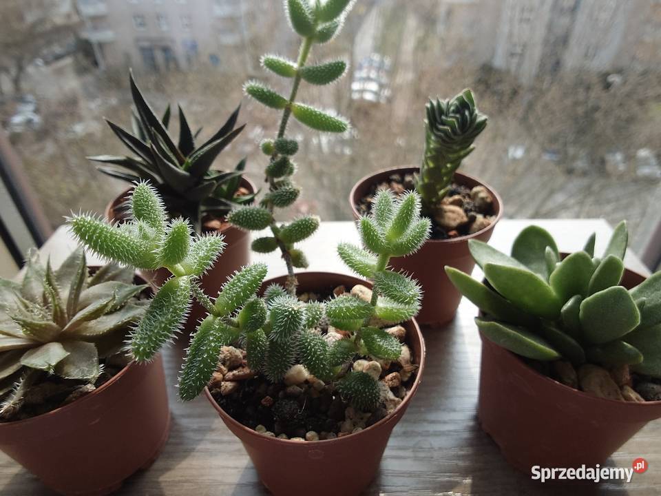 Sukulenty 5 kolekcja Crassula kimnachi Haworthia Warszawa