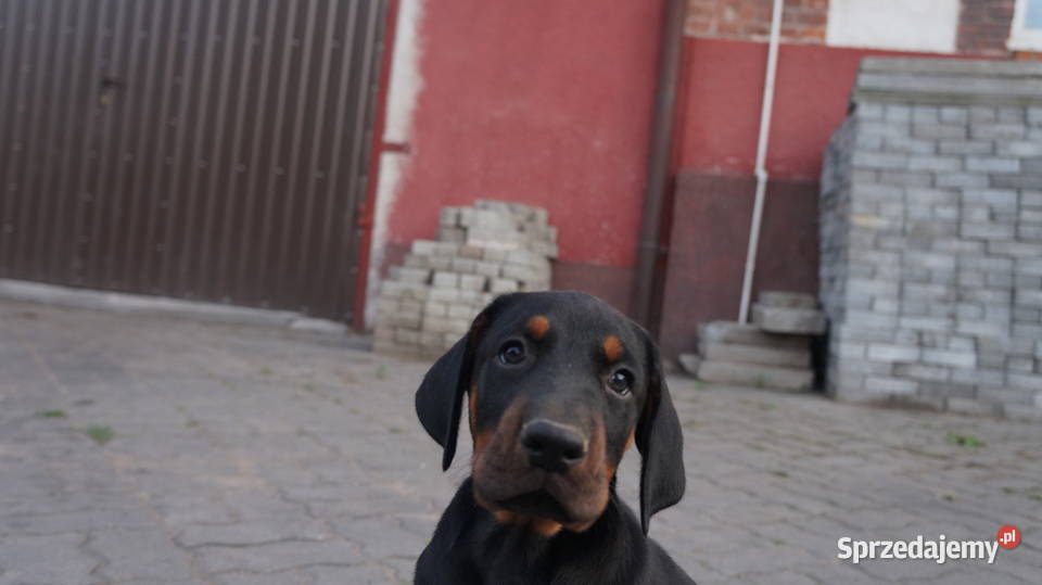 szczeniaki doberman
