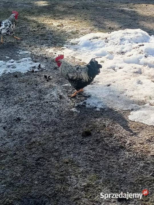 Sprzedam koguty 45zl Żółkiewka-Osada