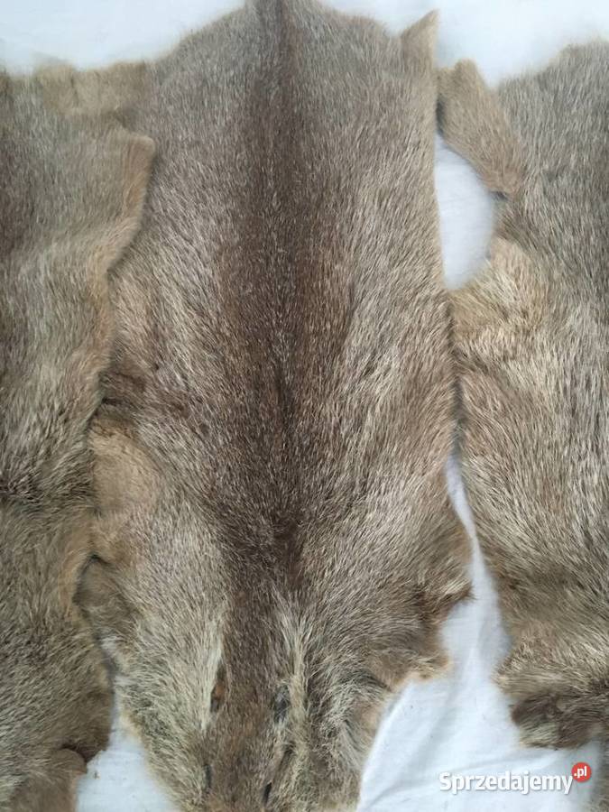 Sprzedam wyprawione skóry z nutrii sprzedam