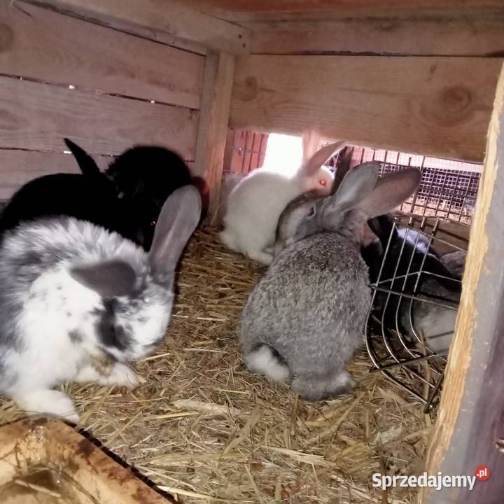 Sprzedam młode króliki Trzepnica sprzedam