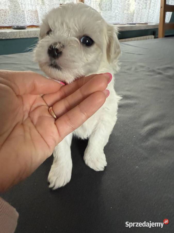 Maltanczyk piesek Maltańczyk Głogów