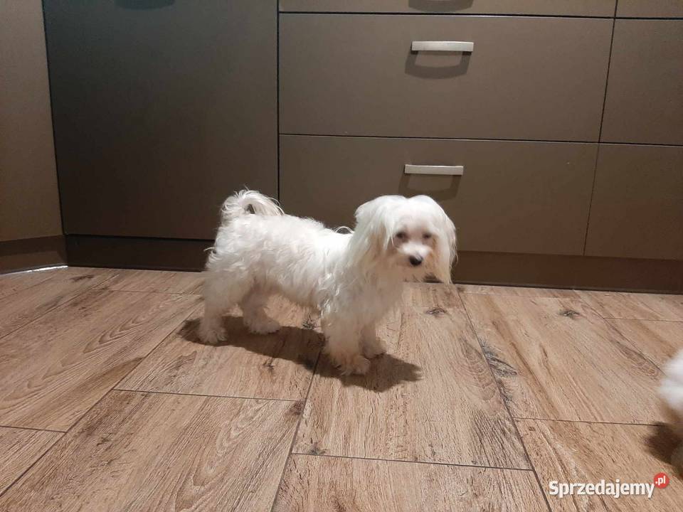 Maltańczyk maltanczyki Łukowa