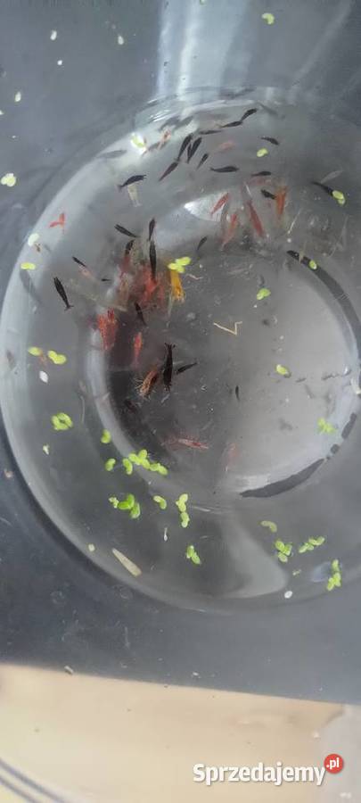 Neocaridina Krewetki Kundelki