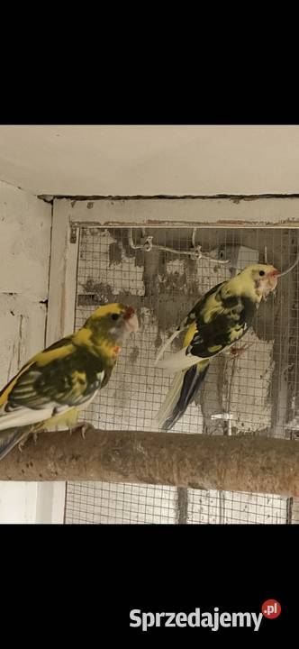 Papugi rozella królewska szek Ptaki Kolbuszowa