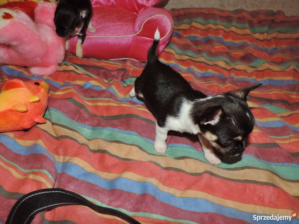 Chihuahua Exclusiv XXS piękne słodziaki sprzedam