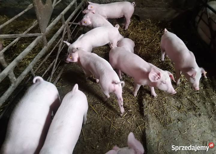Sprzedam prosięta lubelskie Marynin sprzedam