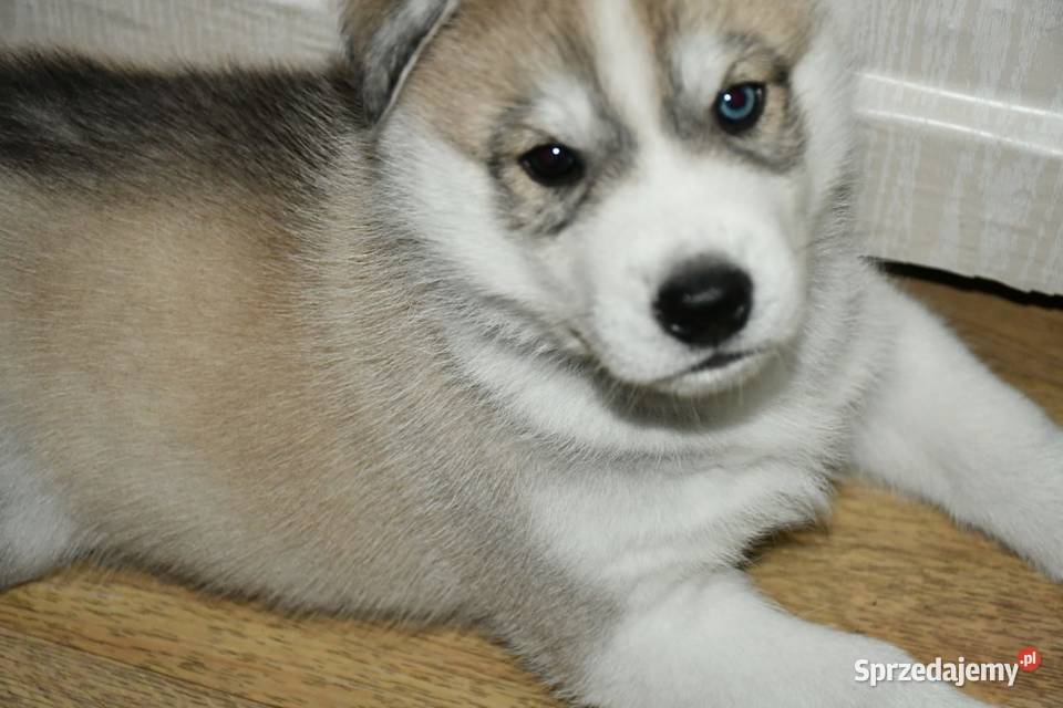 Syberian Husky ZkwP FCI Świętochłowice