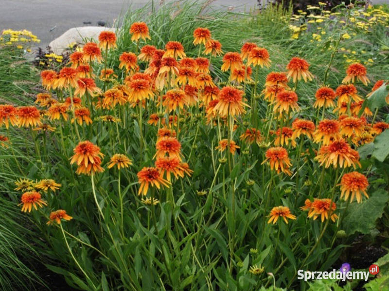 JEŻÓWKA Marmalade Echinacea - sadzonki w doniczkach