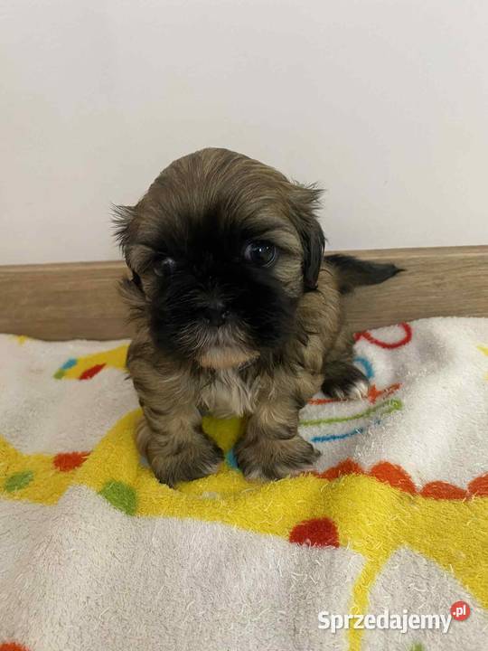 Szczeniaki shihtzu gotowe do odbioru Jodłówka-Wałki