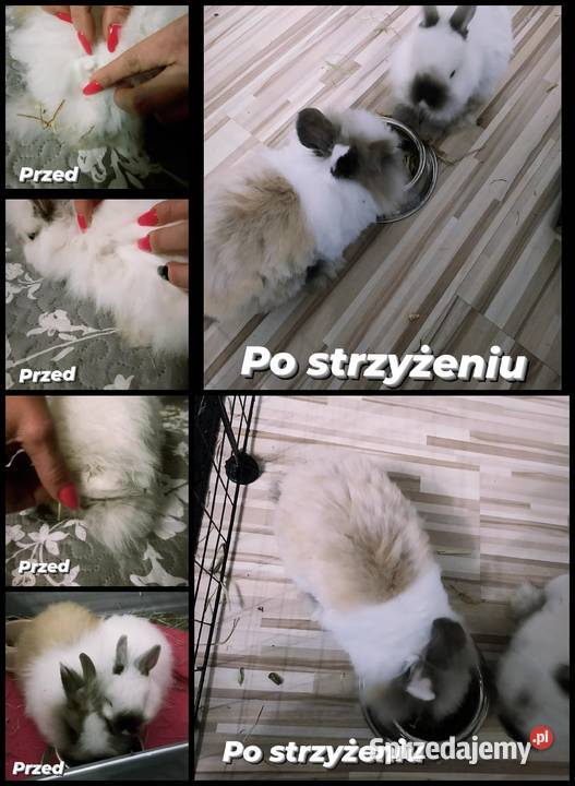 Strzyżenie królików gromer króliki miniaturki Króliki Krosno