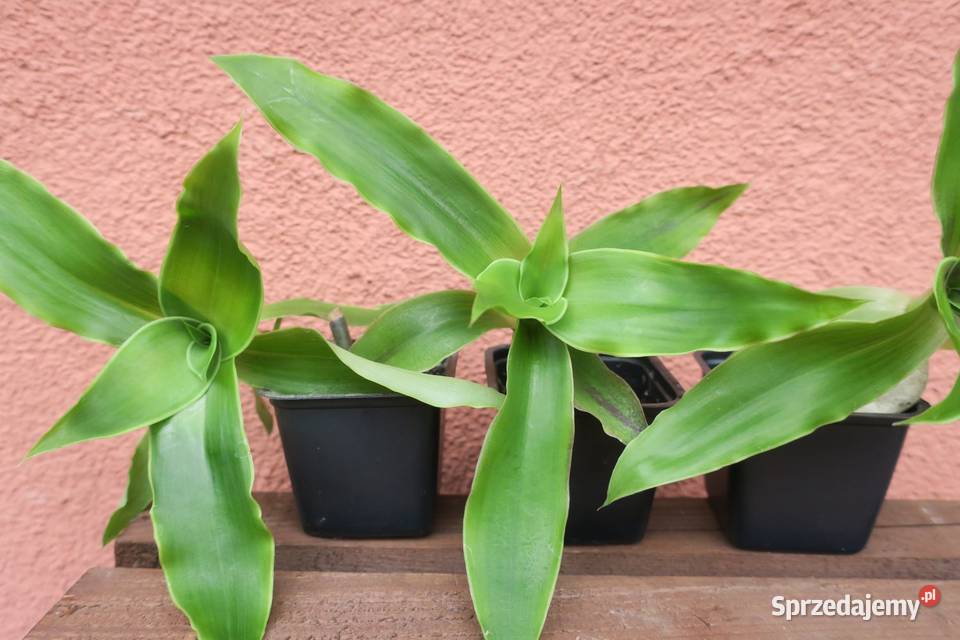 Złoty wąs Callisia Fragrans Zielone mazowieckie Pruszków sprzedam