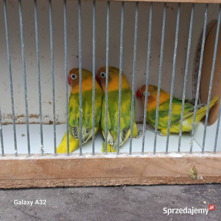 Nierozłączki czarnogłowe szeki 2025r Garwolin