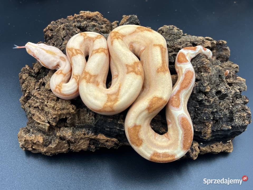 Boa imperatorBoa cesarski IV Sosnowiec