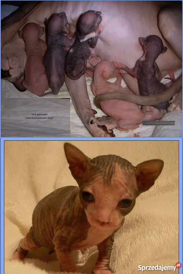 Małe sfinksy kanadyjskie z rodowodem Koty