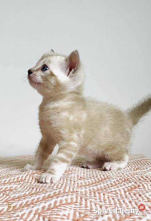 Vanillia snow marble mink bengal girl Bengalski