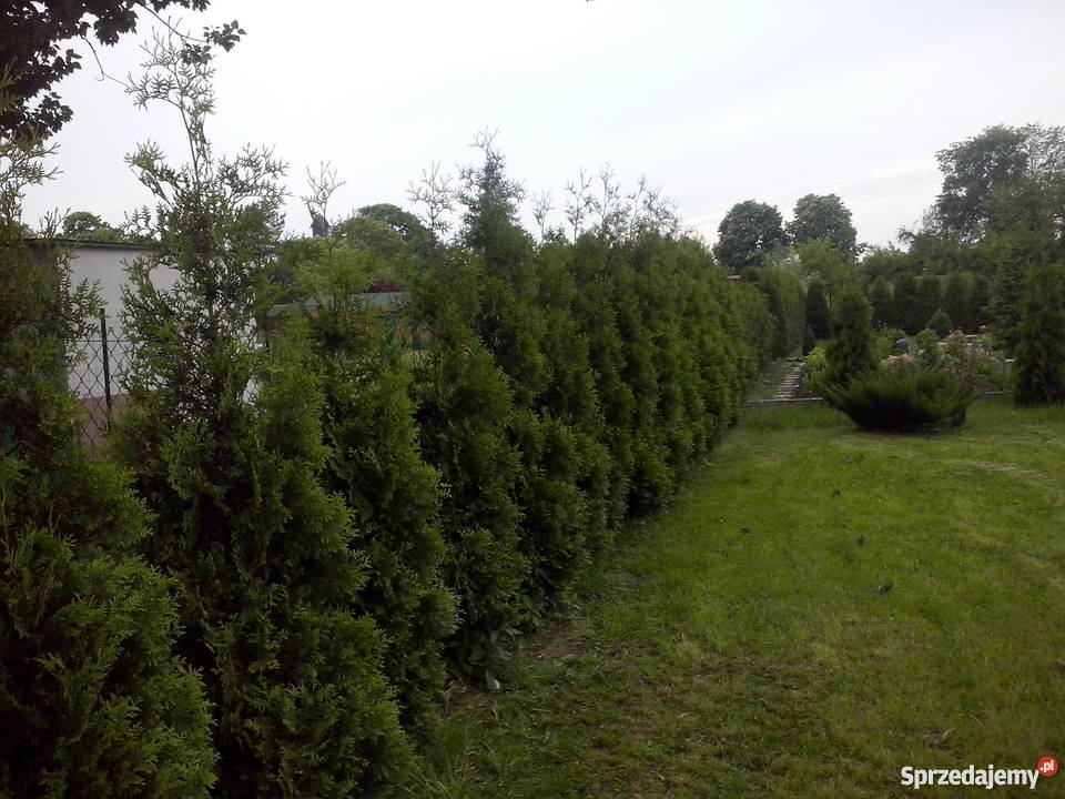 ogródek działkowy prąd Chorzów