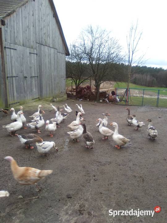 sprzedam kaczki 50 Pińczów