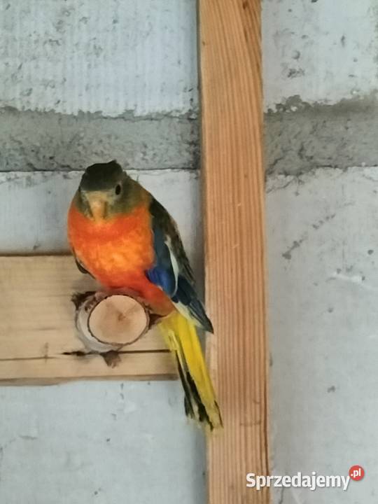 Łąkówki turkusowe