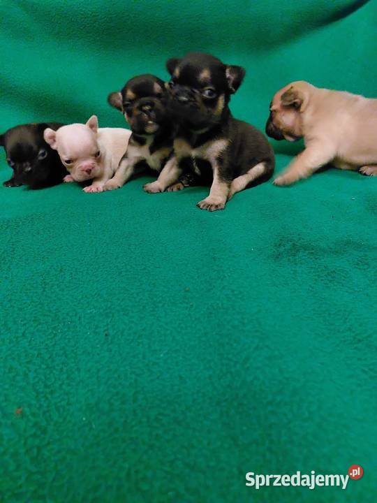 Śliczne szczeniaki buldogi francuskie Suczki Buldog Legionowo