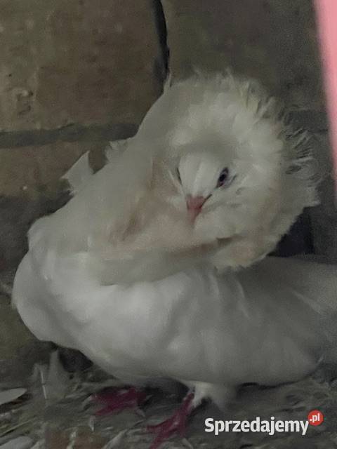 Gołębie ozdobne perukarze Nadarzyn