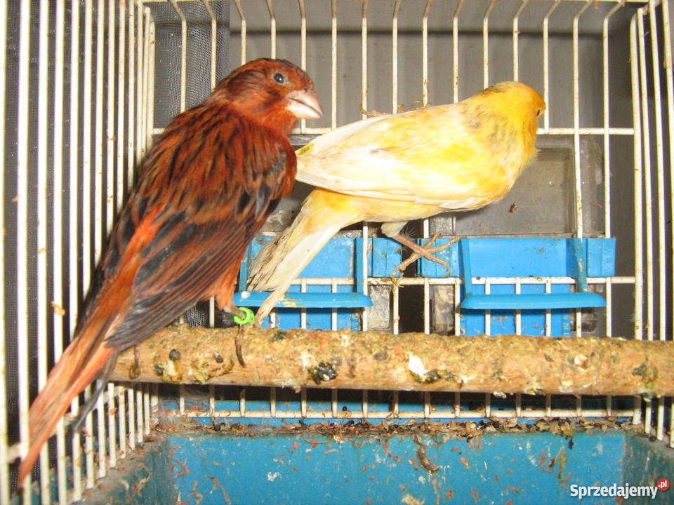 sprzedam kanarki Pozostałe sprzedam