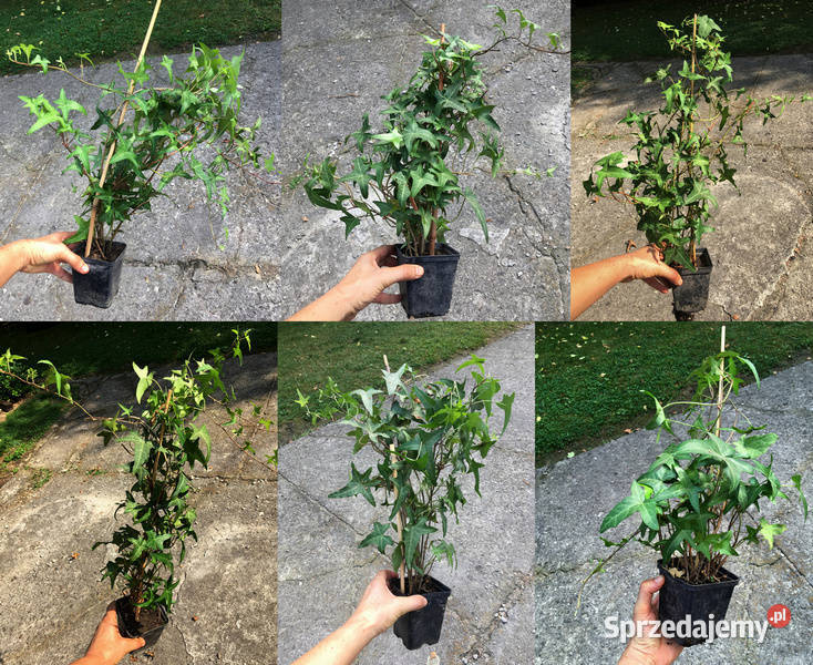 Bluszcz Sagittifolia 17 na ściankę dom ogród małopolskie Kraków