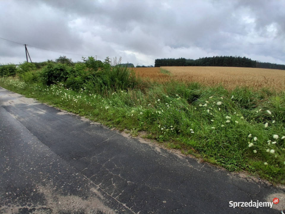 Sprzedam 11 hektara w Grońsku lasu drodze Grońsko