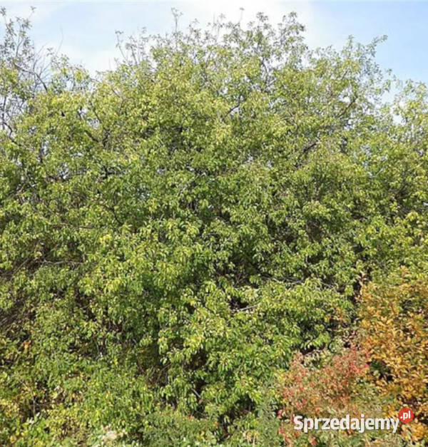 SZAKŁAK POSPOLITY Rhamnus catharticus NASIONA Lubanie