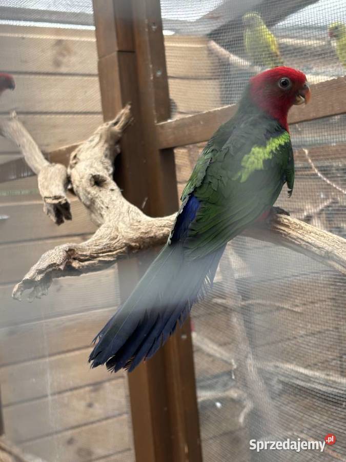 sprzedam szkarłatke