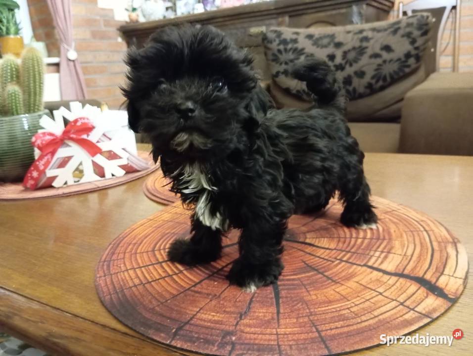 Sprzedam pieska rasy Rosyjska Bolonka Kolorowa Środa Wielkopolska