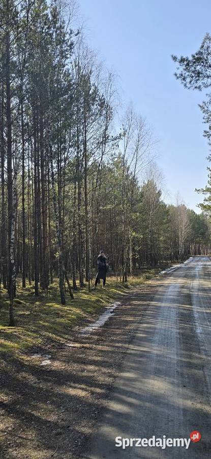 Sprzedam las mieszany