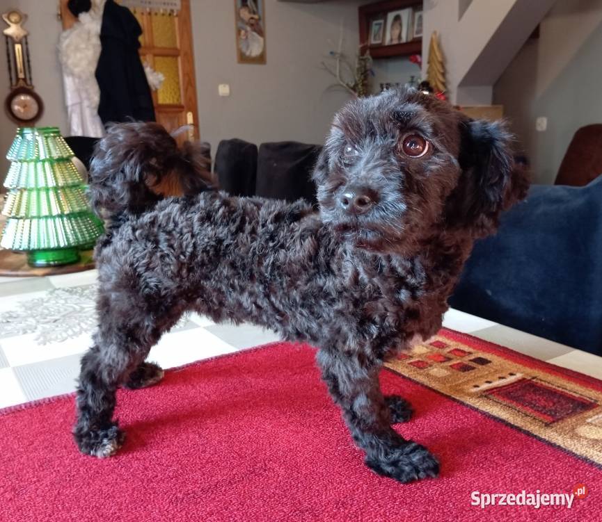 Rezerwacja Hebe Sunia rasy Rosyjska Bolonka Pozostałe Radliniec