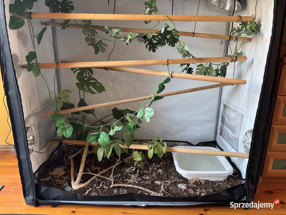 Pyton siatkowy super dwarf samiec plus terrarium Kołobrzeg